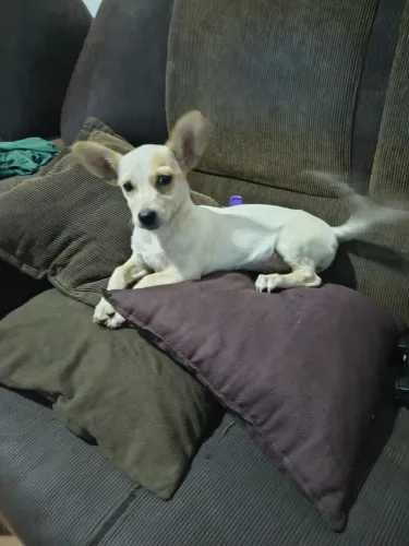 Filhote de cachorro fêmea muito carinhosa