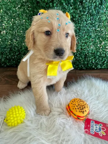 Golden fêmea con pedigree 
