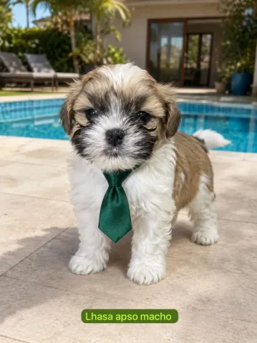 Pequenos Amigos Prontos para Amar Lhasa Apso 