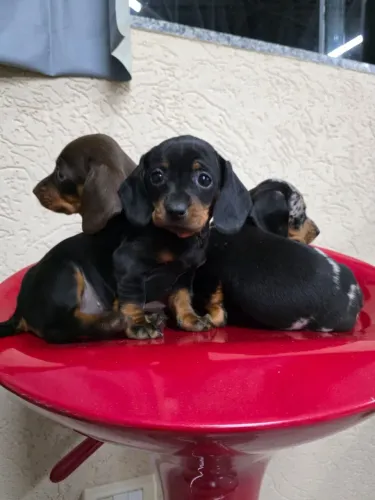 Filhote de basset exotico 