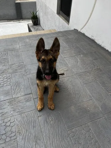 Pastor alemão Um cachorrinho que pode ser a novidade que faltava