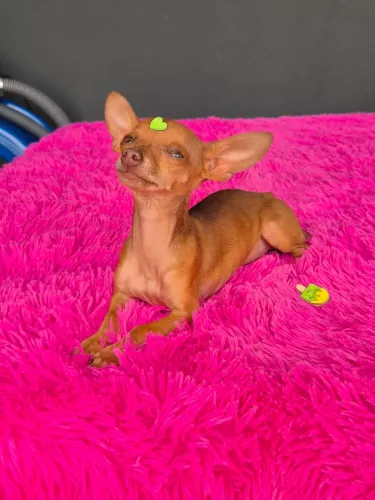 Pinscher miniatura fêmea