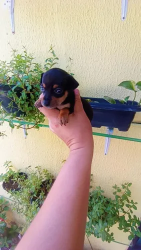 Pinscher zero macho e fêmea