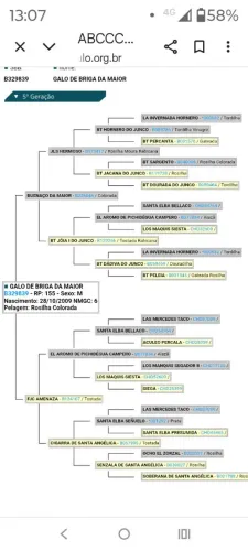 Éguas crioulas prenhas 