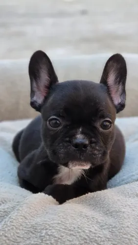 Filhotes de Buldogue Francês - Pais com Pedigree (Reserva)