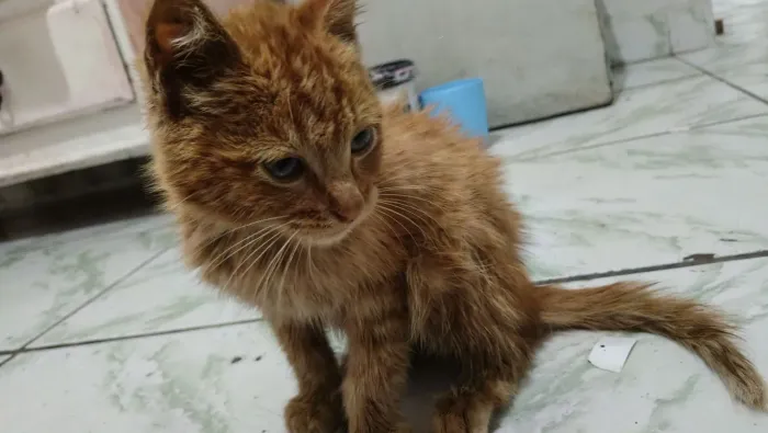 Doa-se gatinho laranja