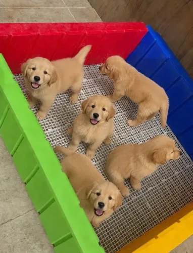 Filhotes de Golden para adoção!
