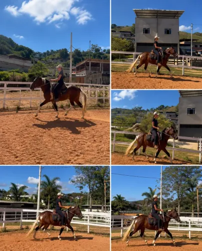 Cavalo mangalarga marchador