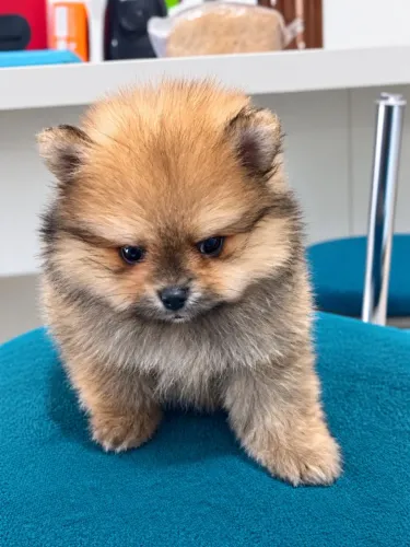 Filhote Spitz Alemão Anão Macho - Lulu da Pomerânia