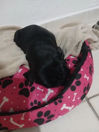 Pug preta fêmea filhote