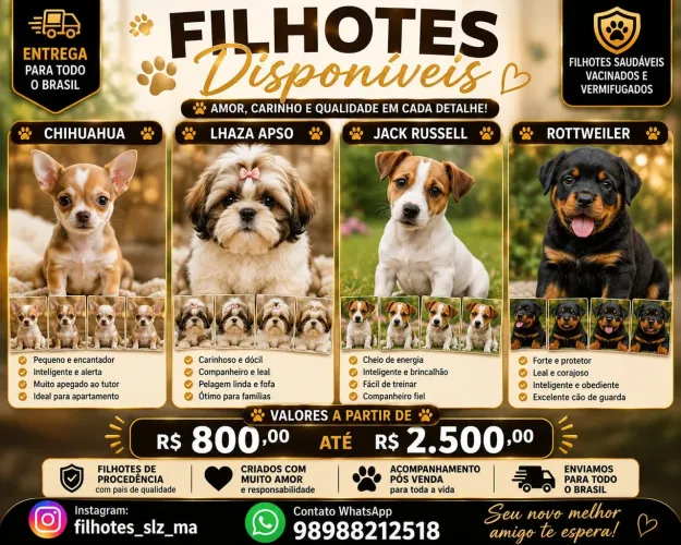 Chihuahua / Shih tzu / Jack Russell /rottweiler