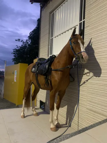 Cavalo de macha batida