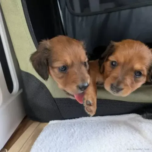 Neném dachshund/teckel/basset/salsicha/cofap olhos claros e saudável