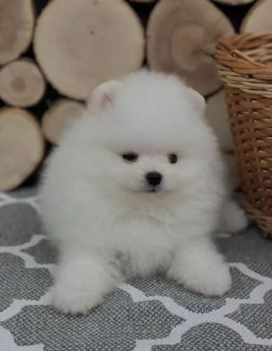 Cachorro Lulu da Pomerania filhote encantador, pronta entrega aproveite