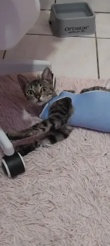 Gata castrada- 7meses