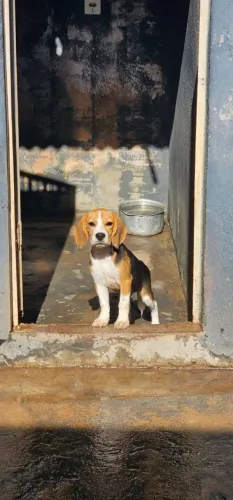 Beagle