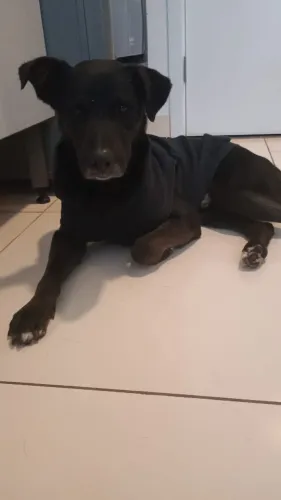 Doação cachorro dócil