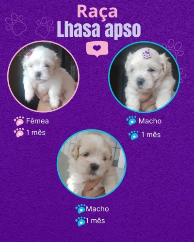 Vendo filhotes de Lhasa apso