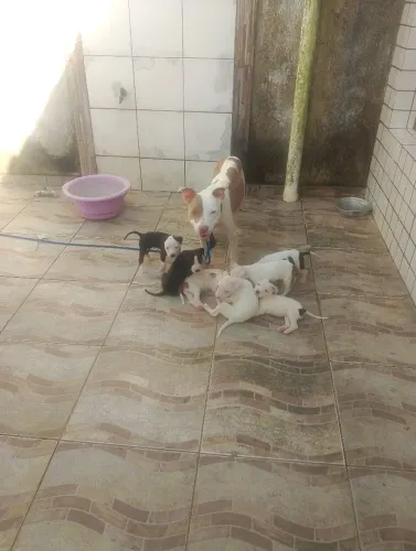 você que está em busca da sua felicidade primeiramente Deus segundo essas coisinhas fofas