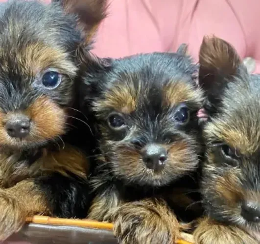 Vendo filhotes de Yorkshire Terrier