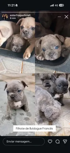 Buldogue francês 