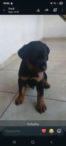 Vendo filhote de rottweiler fenia