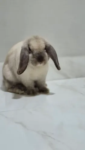 Vendo coelha mini loop