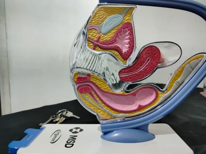 Modelo Anatomico : pelve feminina 