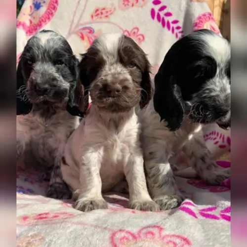 Cocker Spaniel Inglês 
