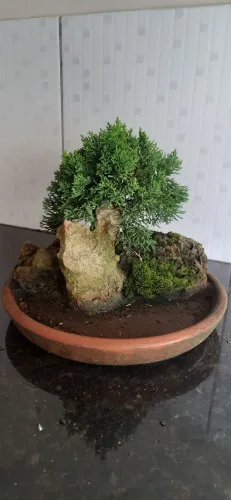 Bonsai paisagem lago Junipero Chinensis 8 anos de idade 