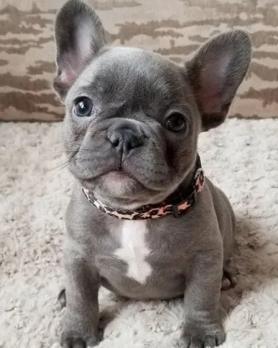 Buldogue Francês Filhotes na Cor cinza, bicolor, creme