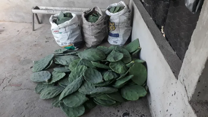 Vende-se Palma forrageira Orelha de Elefante para plantio. 