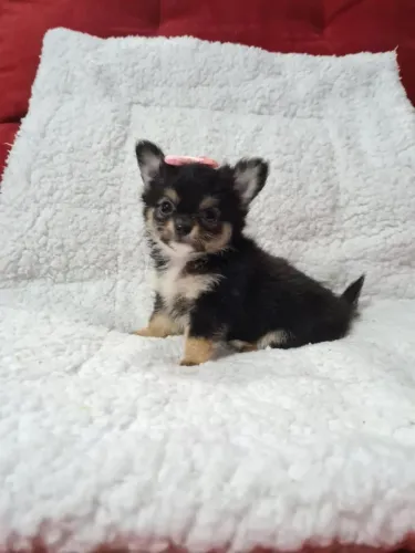 Chihuahua preto e castanho. Uma lindeza!