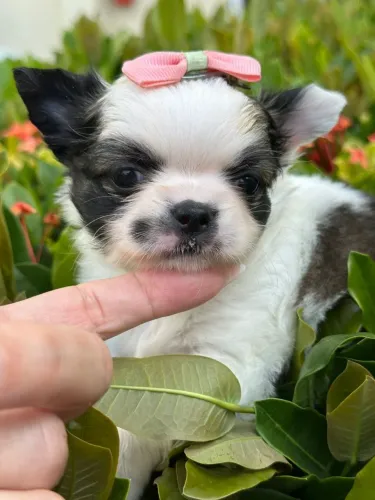 Chihuahua fêmea. Linda, perfeita, compacta e com garantia