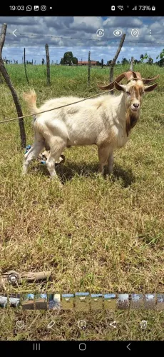 Vendo lindo reprodutor ou troco ne um Boér