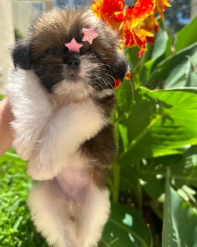 Shih-Tzu Fêmea Tricolor Pequena Linda e Amorosa