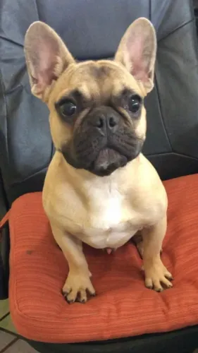bulldogue frances charme e alegria em um só pacotinho