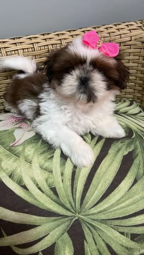 Shih-tzu bem achatada dentro do padrão