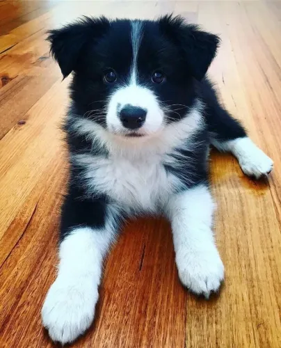 Border Collie tricolor com energia e doçura