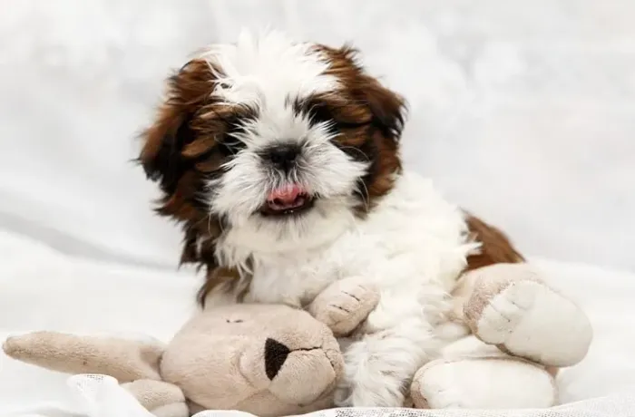 Shih-Tzu Pequeno Branco Macho - Companheiro Alegre e Sociável!