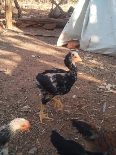 Gsb e indio gigante pintinhos e frangos 