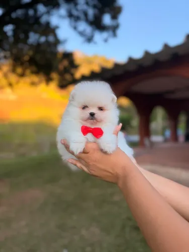 Spitz alemão anão