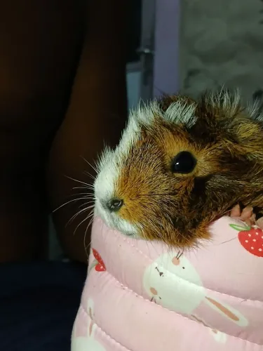 Porquinhos da india 