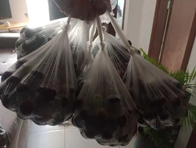 Jabuticaba R$15 cada saquinho