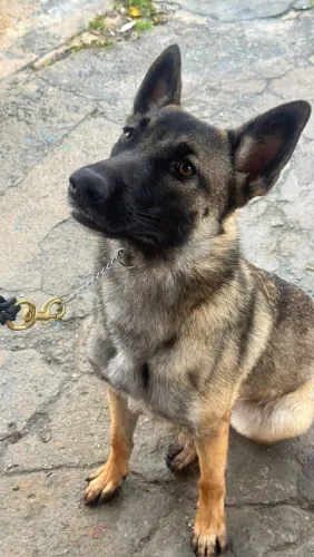 Precisa de passeador de cães?