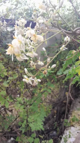 Sementes de Moringa oileifera