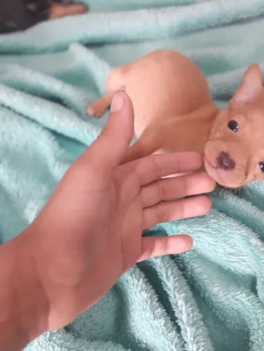 Pinscher fêmea caramelo n1
