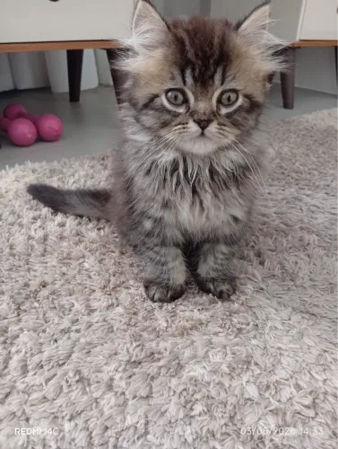 Vendo gato persa macho