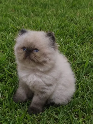 Vendo gato persa lindo demais 