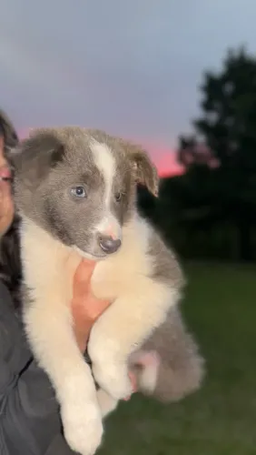 Filhotes border collie